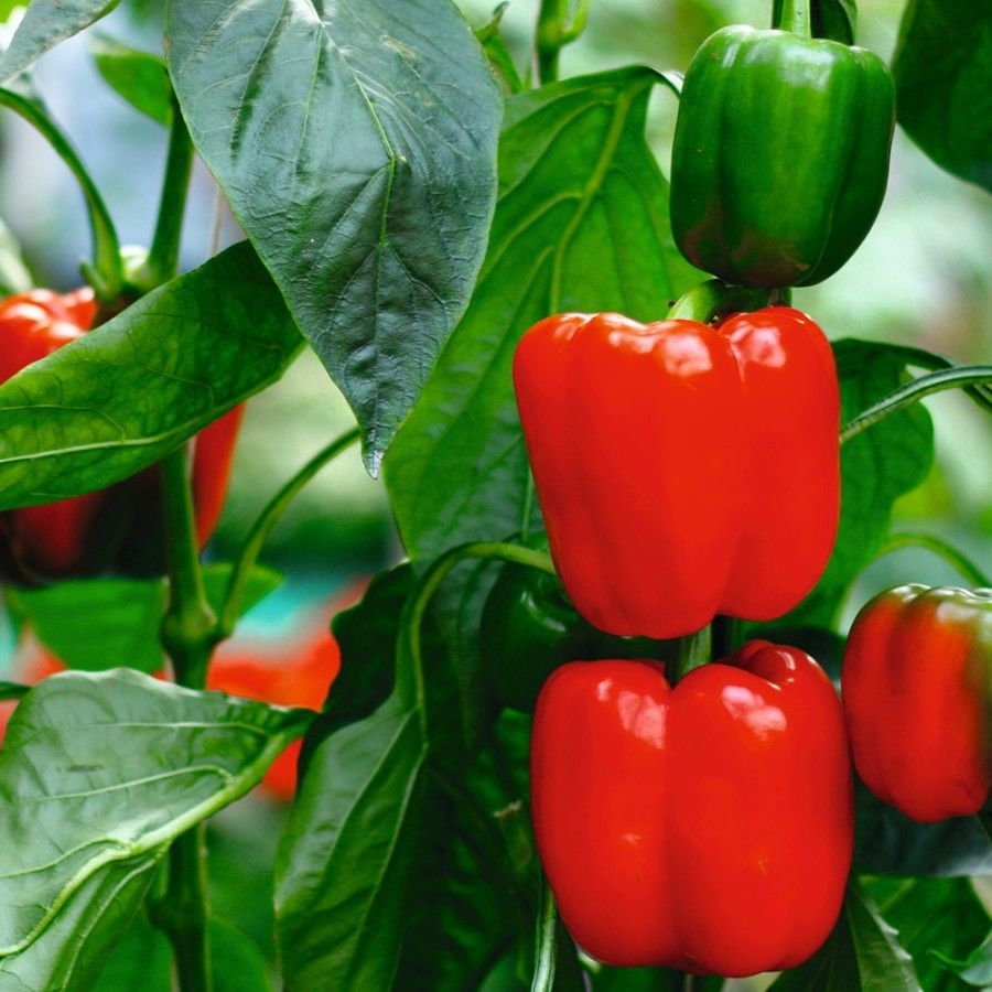 AGRO OM gnojivo za paradajz i paprike NPK 4-2-8