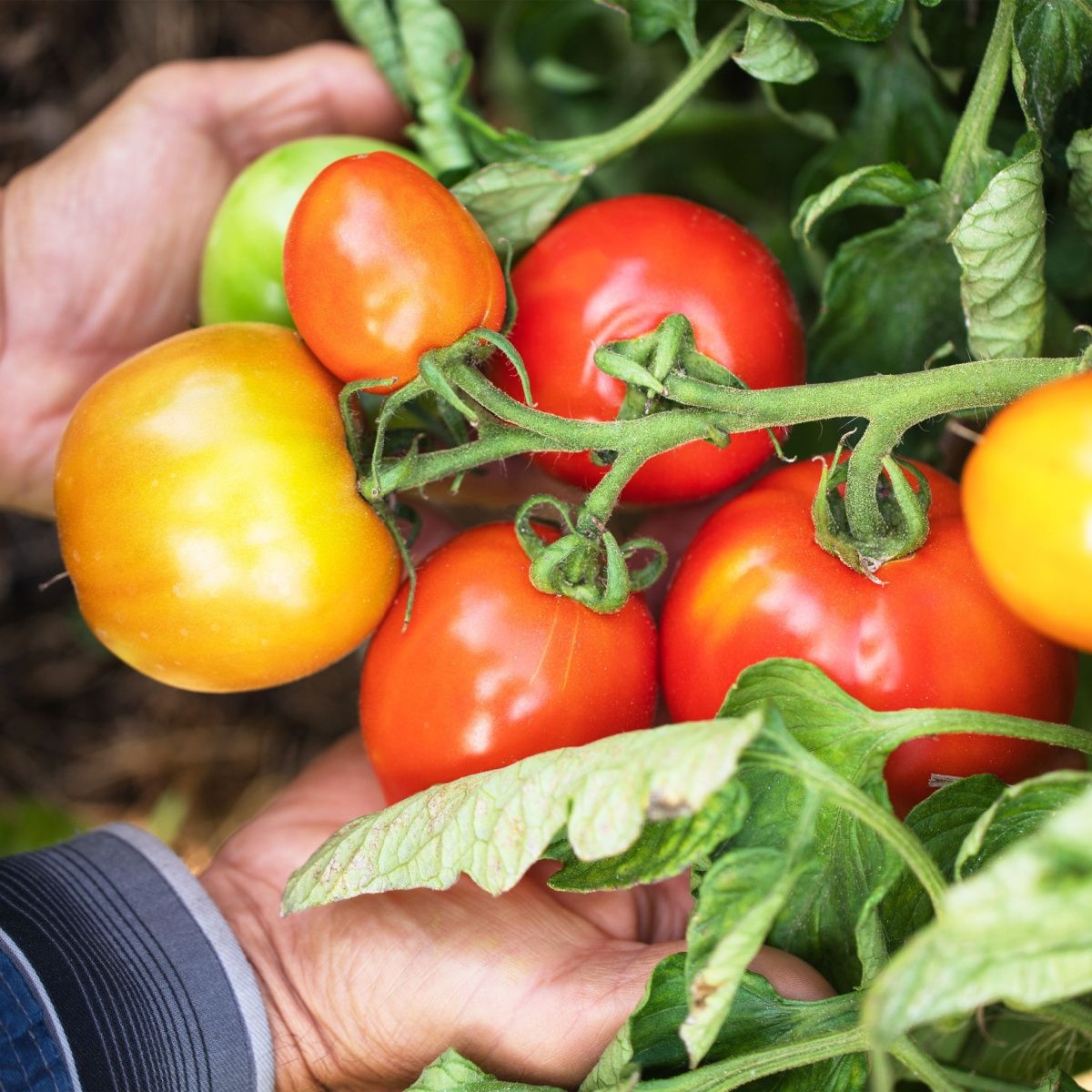 AGRO OM gnojivo za paradajz i paprike NPK 4-2-8