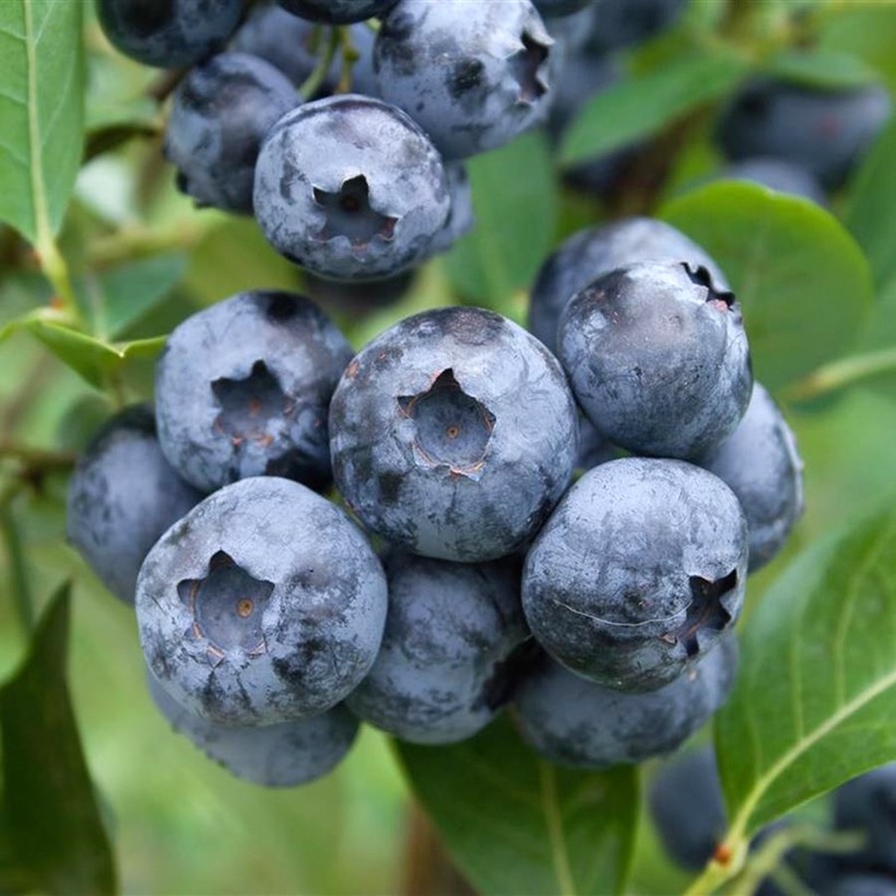 Američka Borovnica 'Blue Suede' (BonBonBerry) 1lit (primamo narudžbe za iduću sezonu)