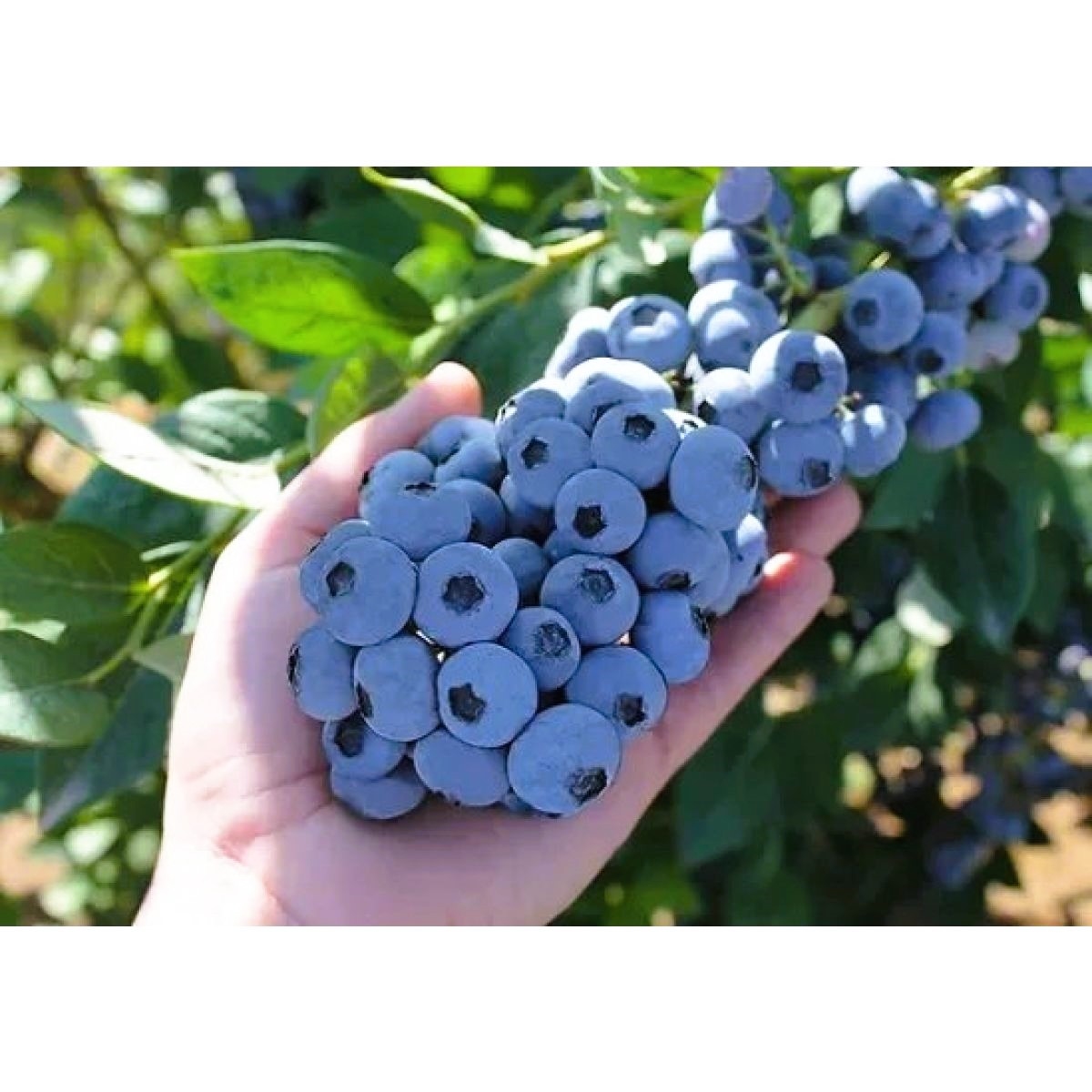 Američka Borovnica 'Megas Blue' 4lit in-vitro