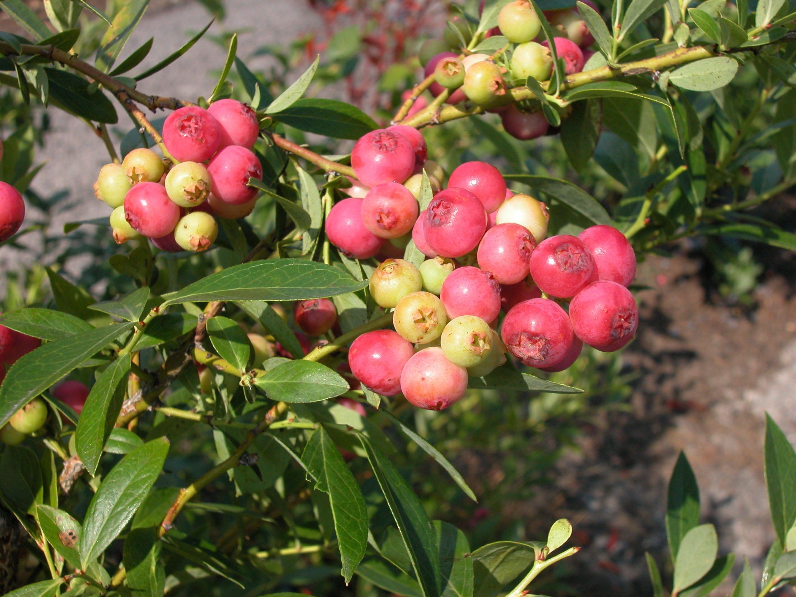 Američka Borovnica 'Pink lemonade' 2lit