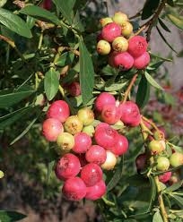 Američka Borovnica 'Pink lemonade' 2lit