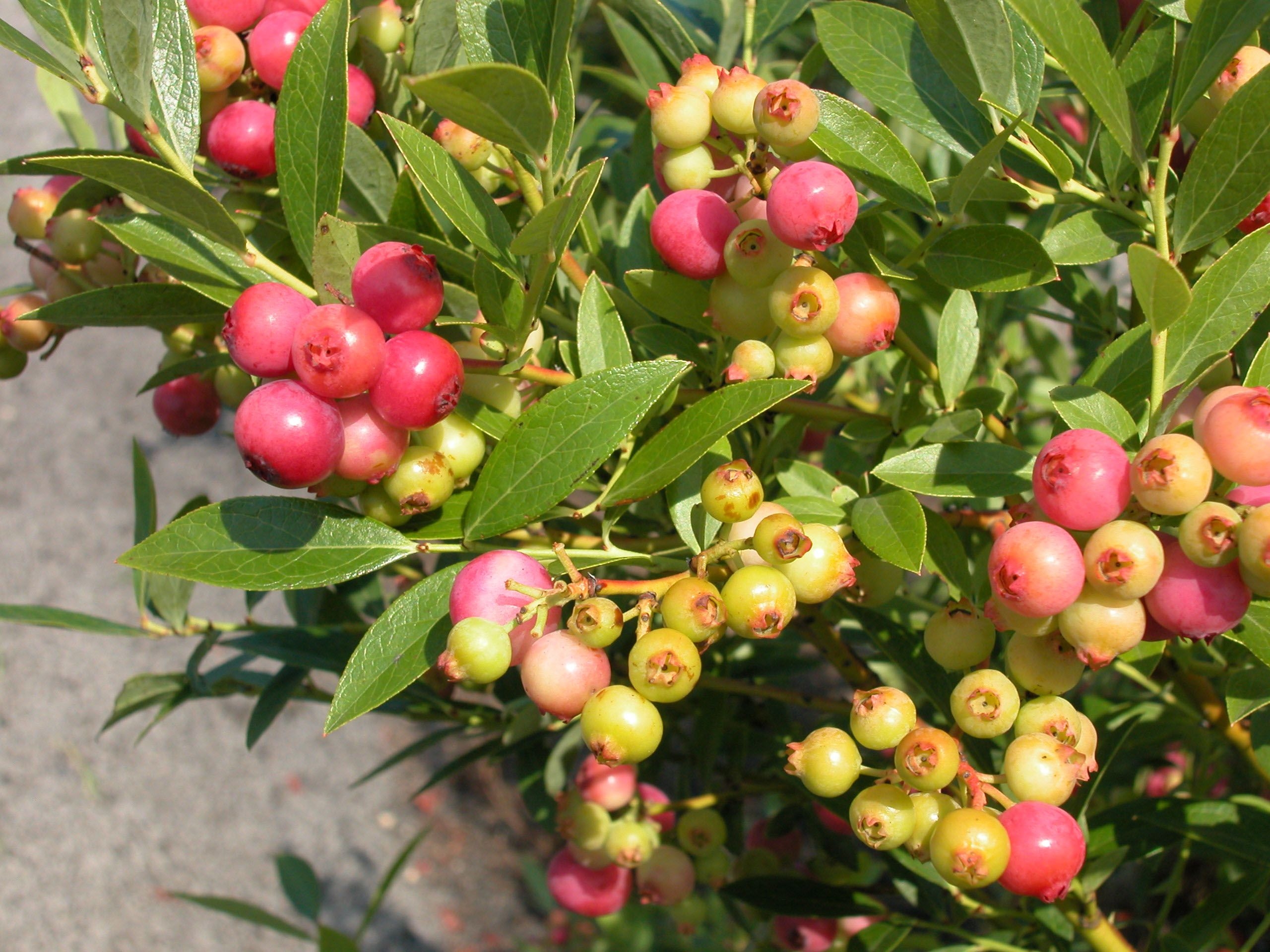 Američka Borovnica 'Pink lemonade' 2lit