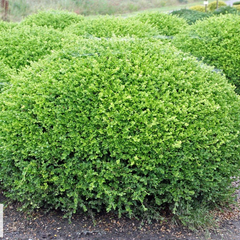 Buxus 'Faulkner' 10-15cm