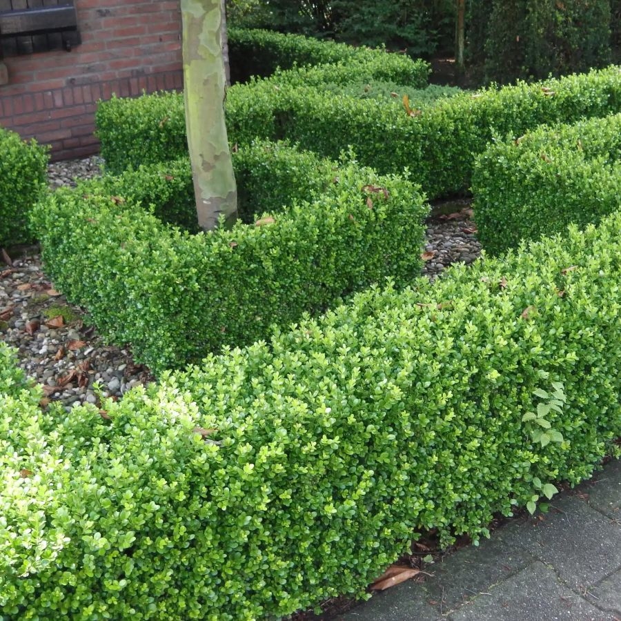 Buxus 'Faulkner' 10-15cm