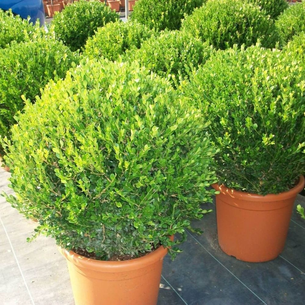 Buxus 'Faulkner' 10-15cm