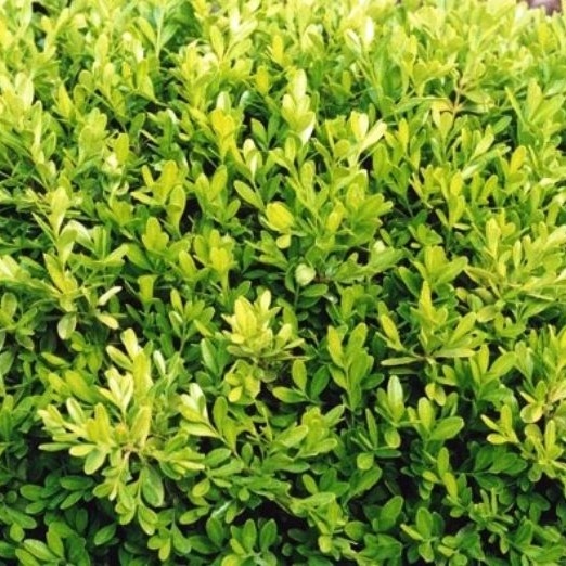 Buxus 'Rococo' 20cm