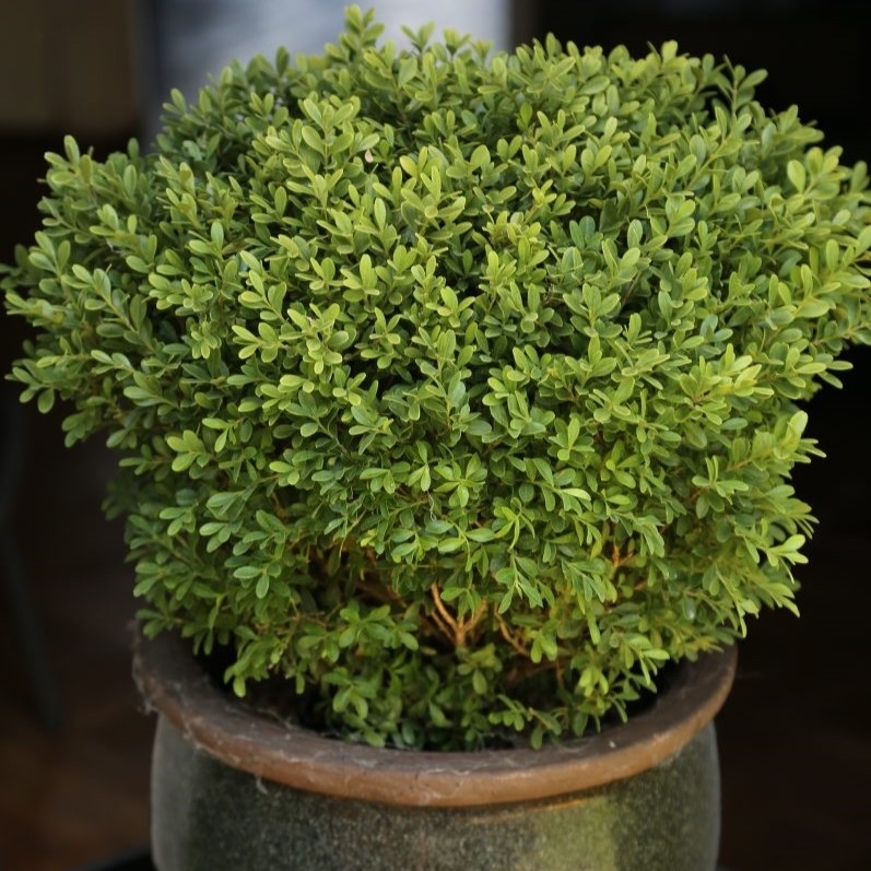 Buxus 'Rococo' 20cm