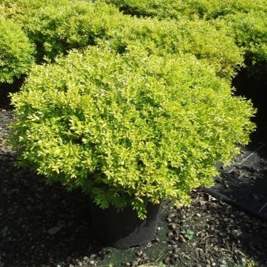 Buxus 'Rococo' 20cm