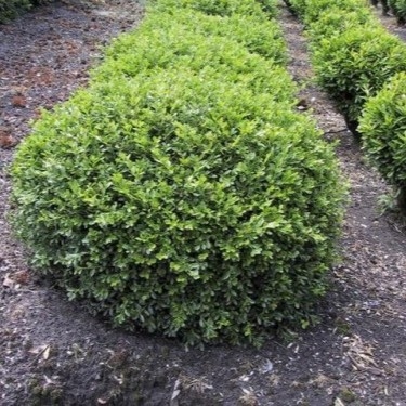 Buxus 'Rococo' 20cm