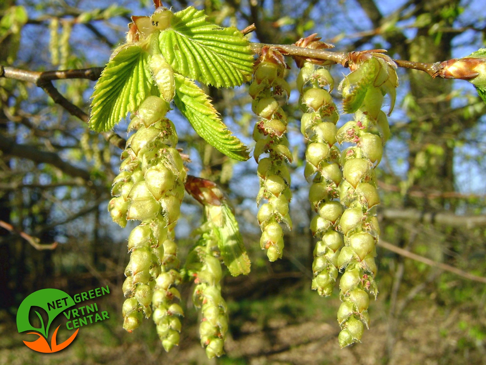 Carpinus betulus