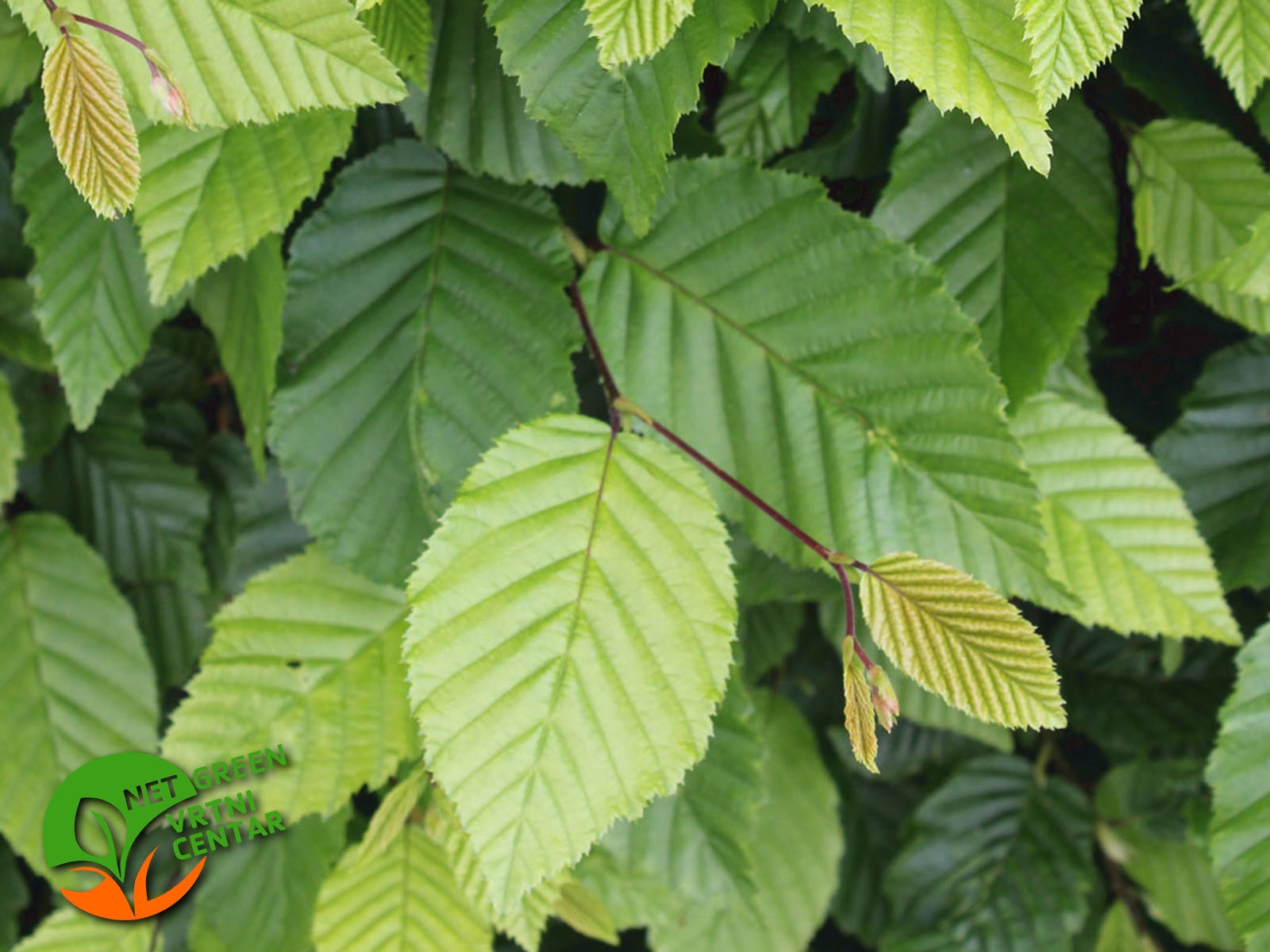 Carpinus betulus