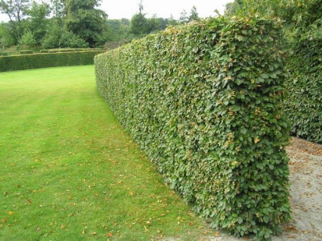 Carpinus betulus
