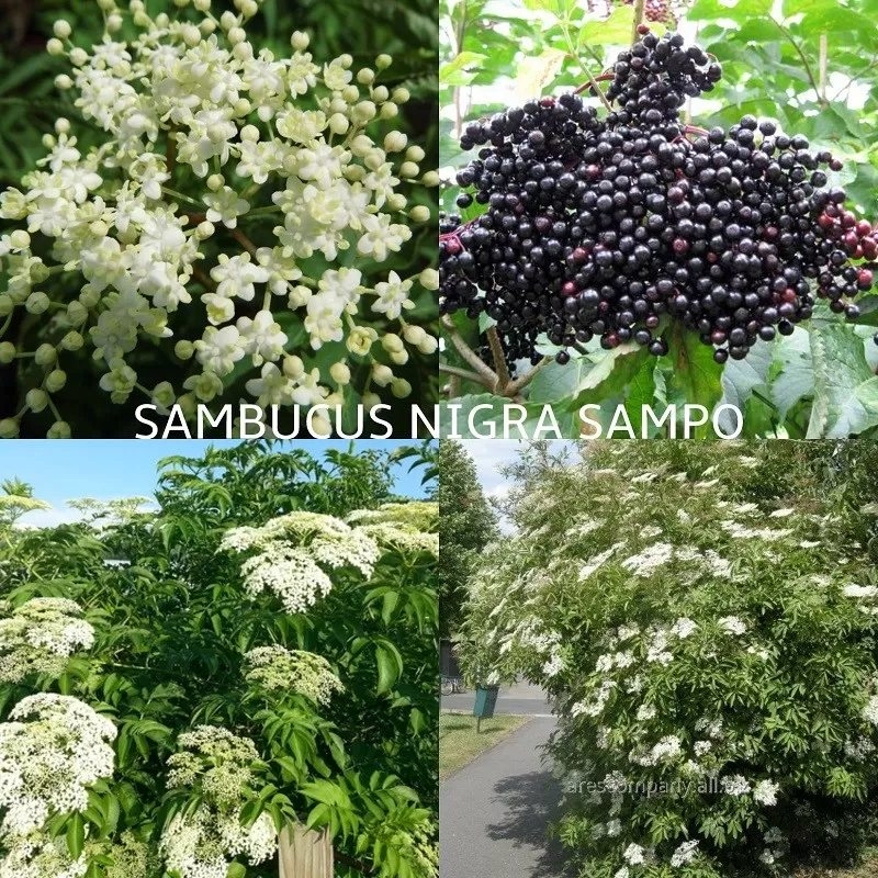 Crna zova 'Sampo' 1,5lit