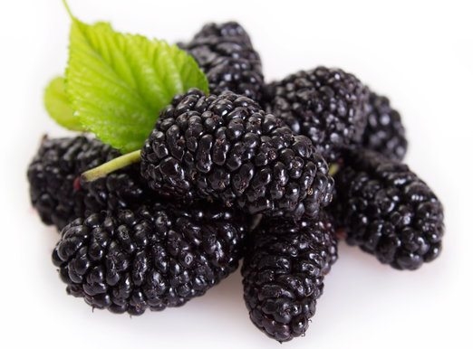 Dud crni Milanowek (Morus nigra) 1L – in vitro sadnica CZ