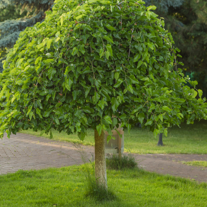 Dud crni Milanowek (Morus nigra) 1L – in vitro sadnica CZ