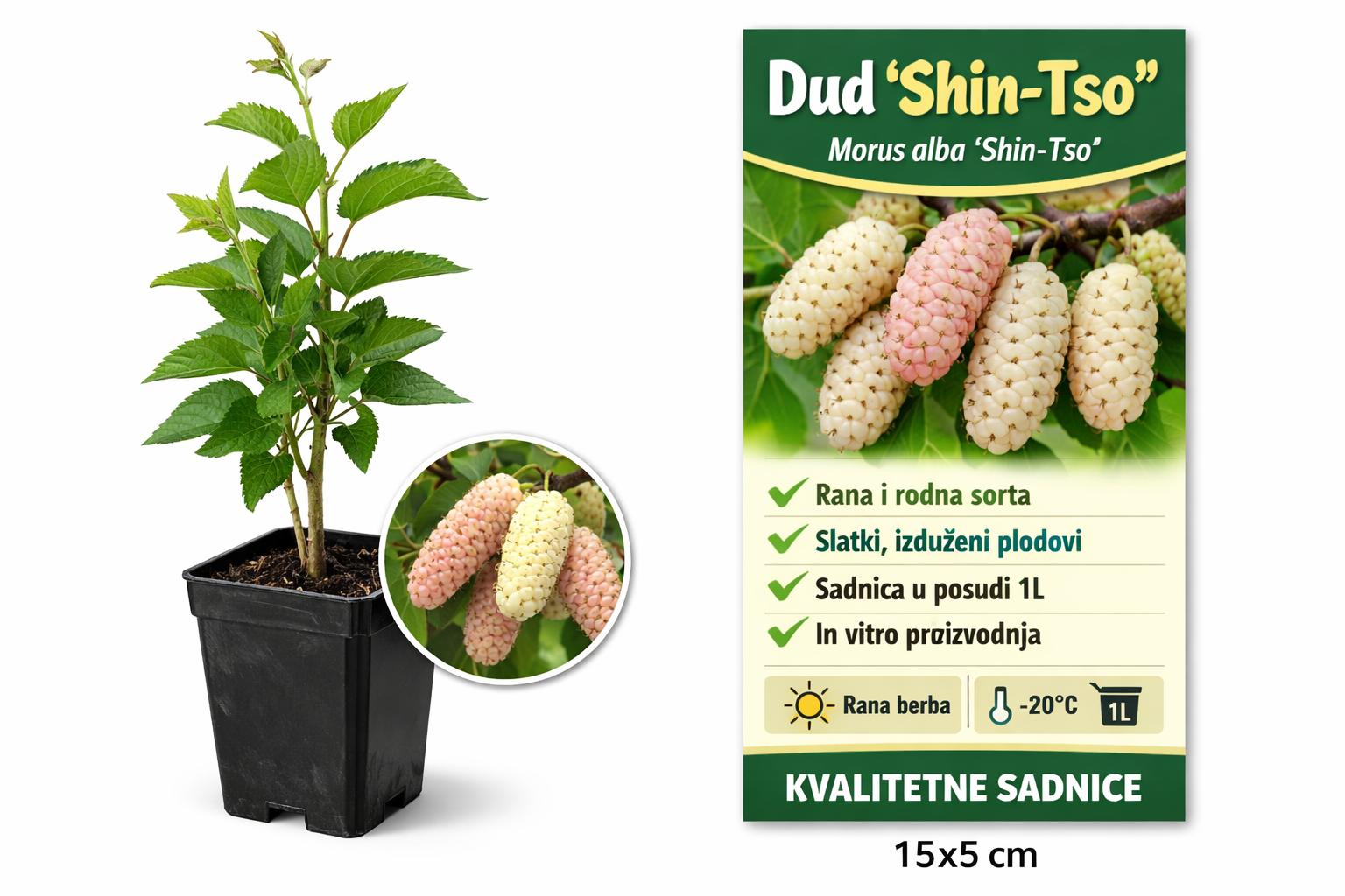 Dud Shin-Tso sadnica 1L – Morus alba
