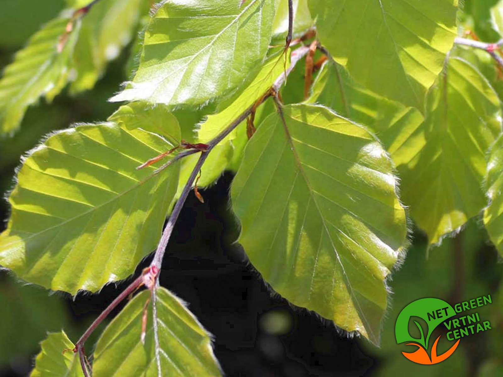 Fagus sylvatica 2+1