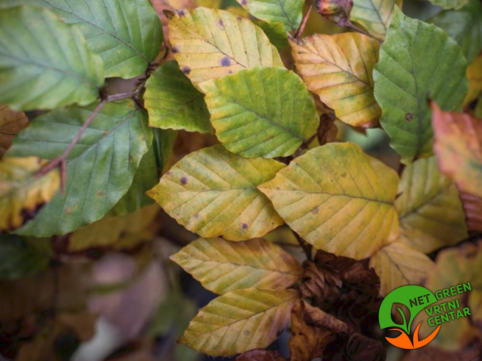 Fagus sylvatica 2+1