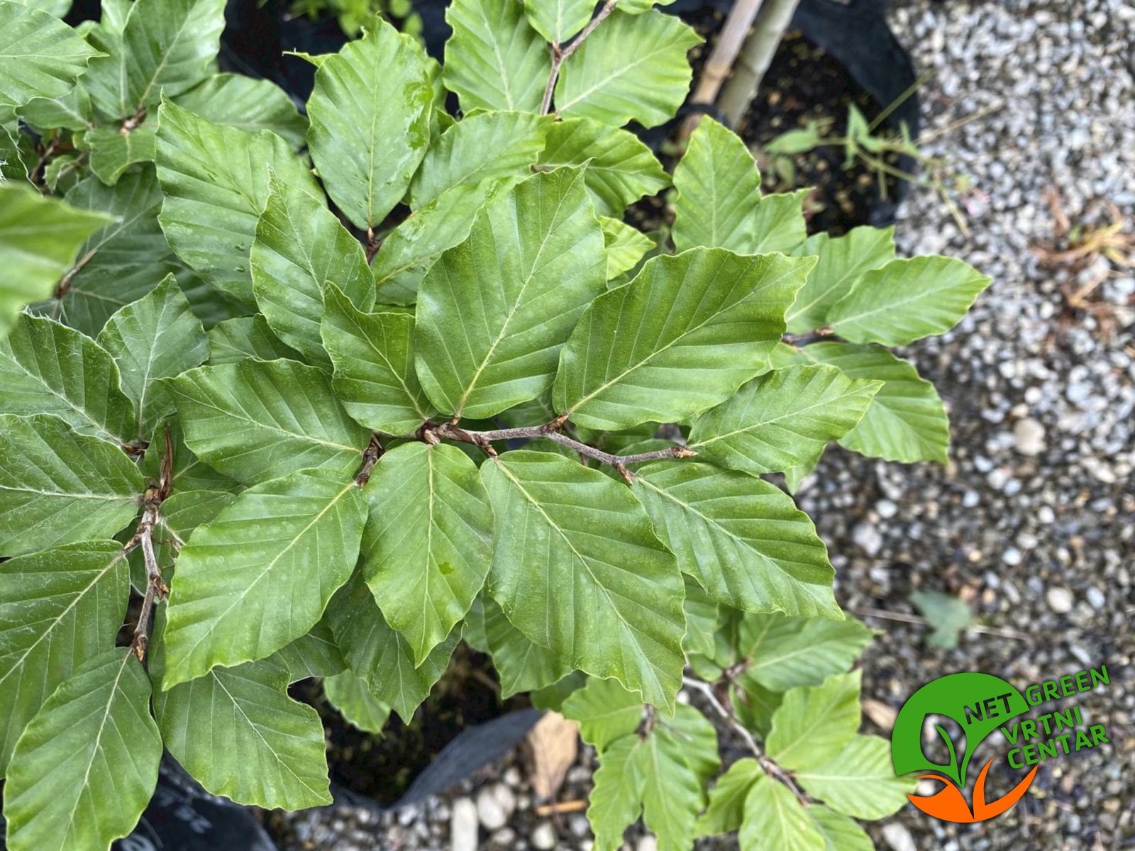 Fagus sylvatica 2+1