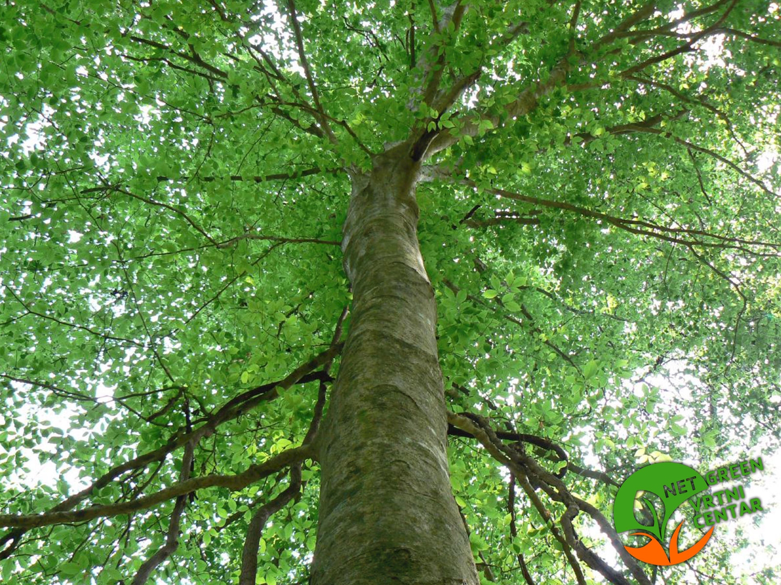 Fagus sylvatica 2+1