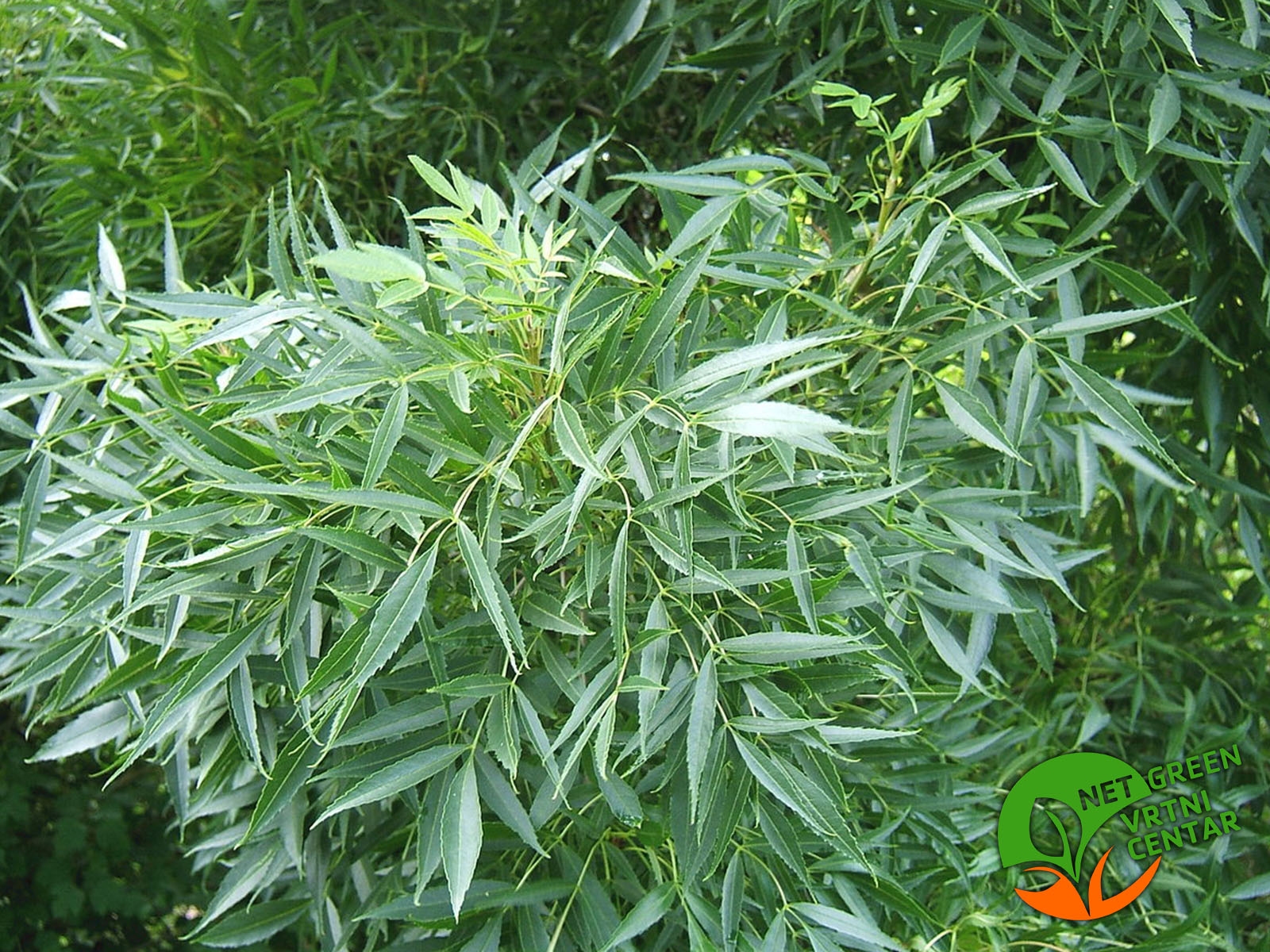 Fraxinus angustifolia 100+cm