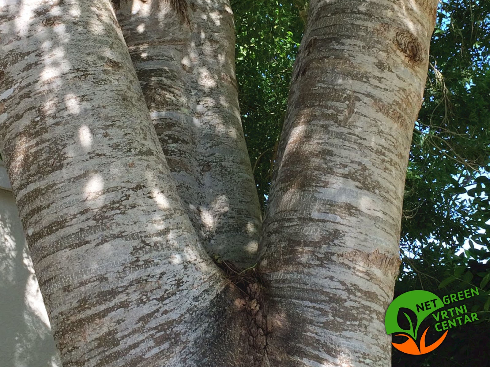 Fraxinus angustifolia 100+cm