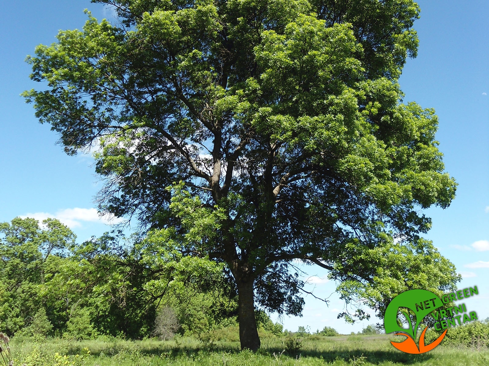 Fraxinus angustifolia 100+cm