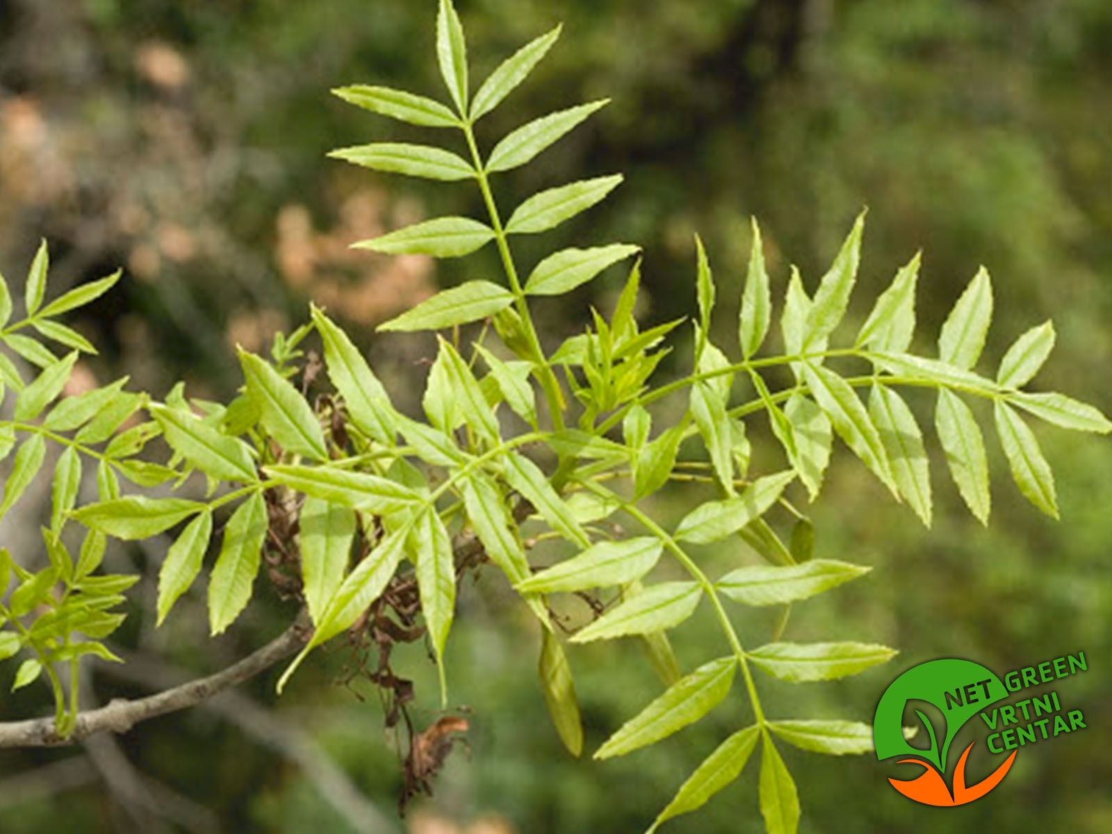 Fraxinus angustifolia 100+cm