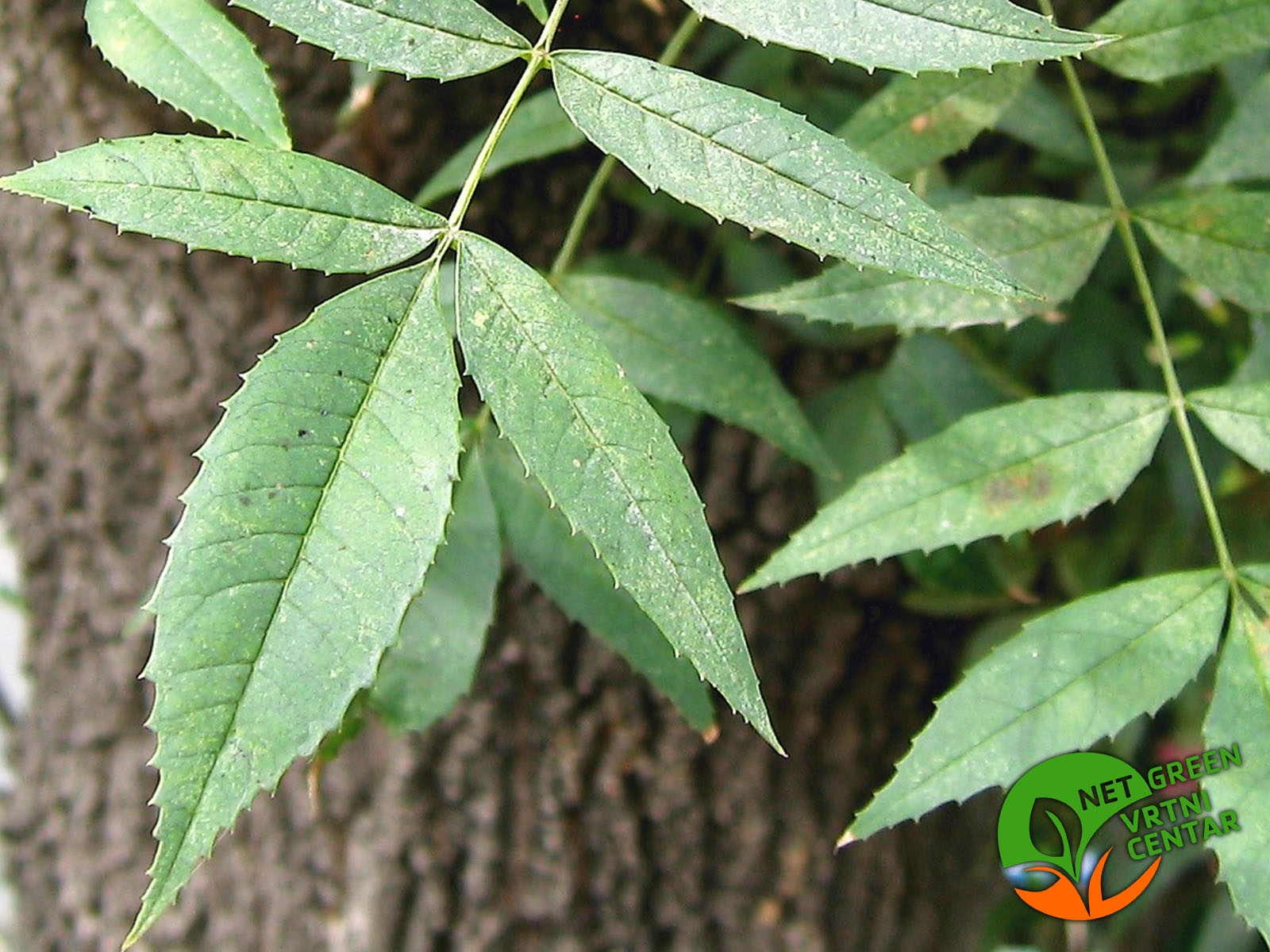 Fraxinus angustifolia 100+cm