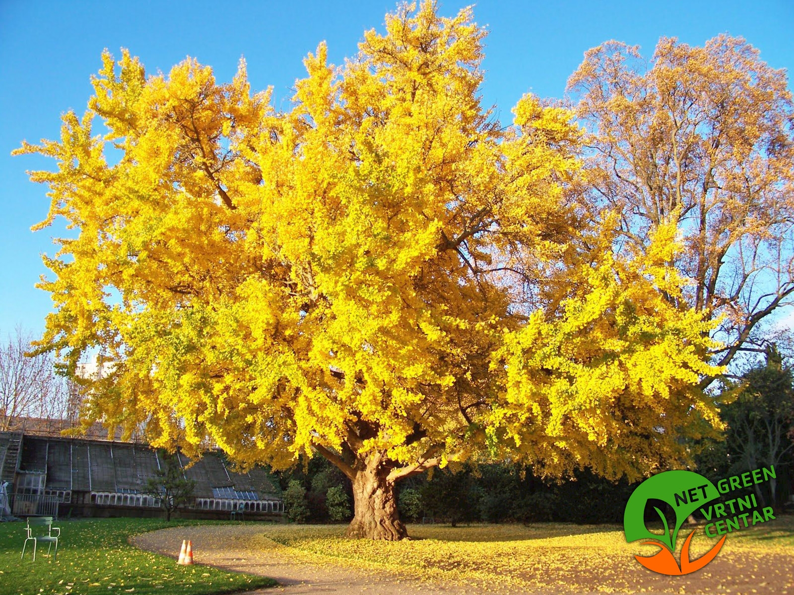 Ginkgo biloba 2lit