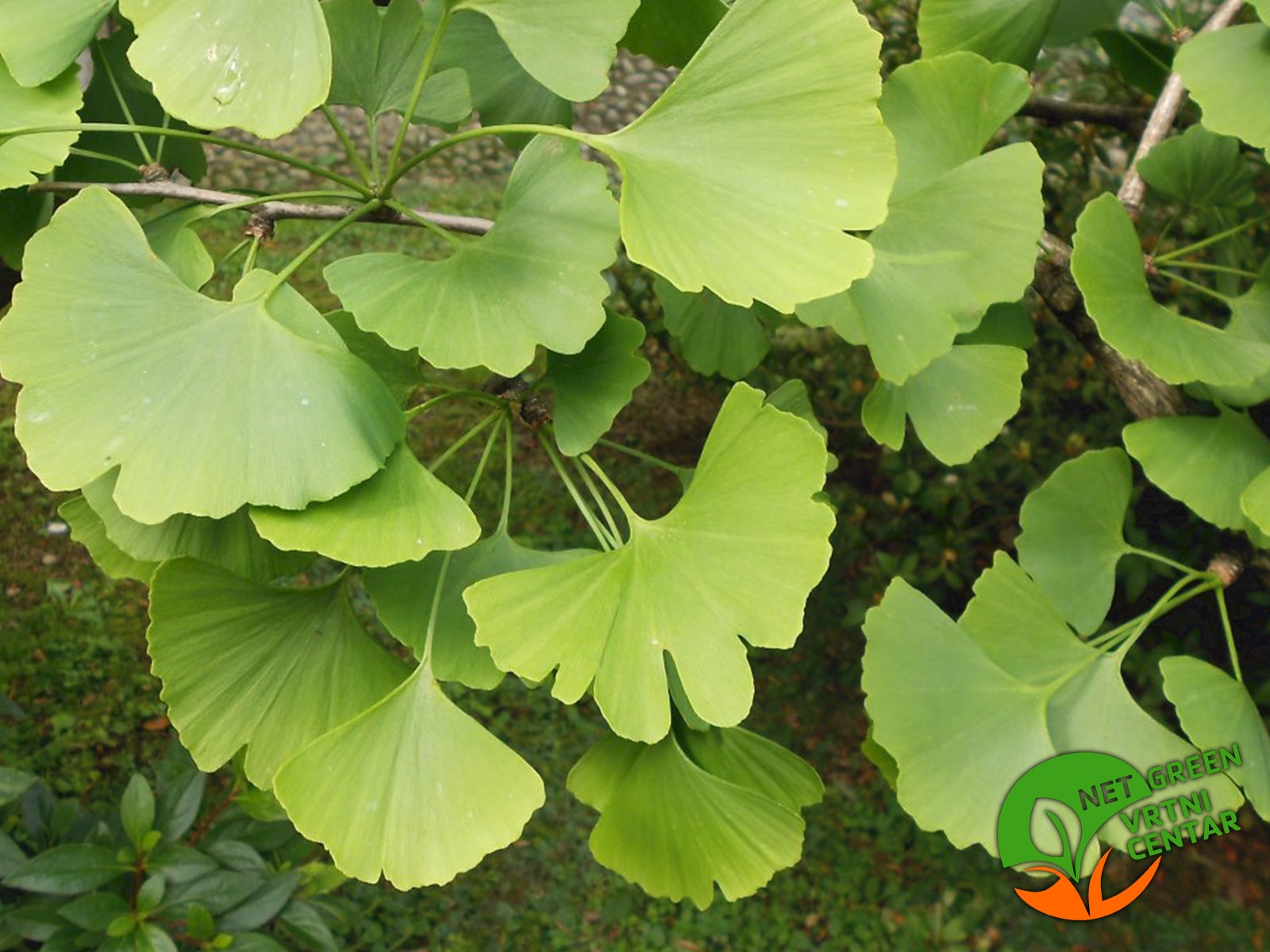 Ginkgo biloba 2lit