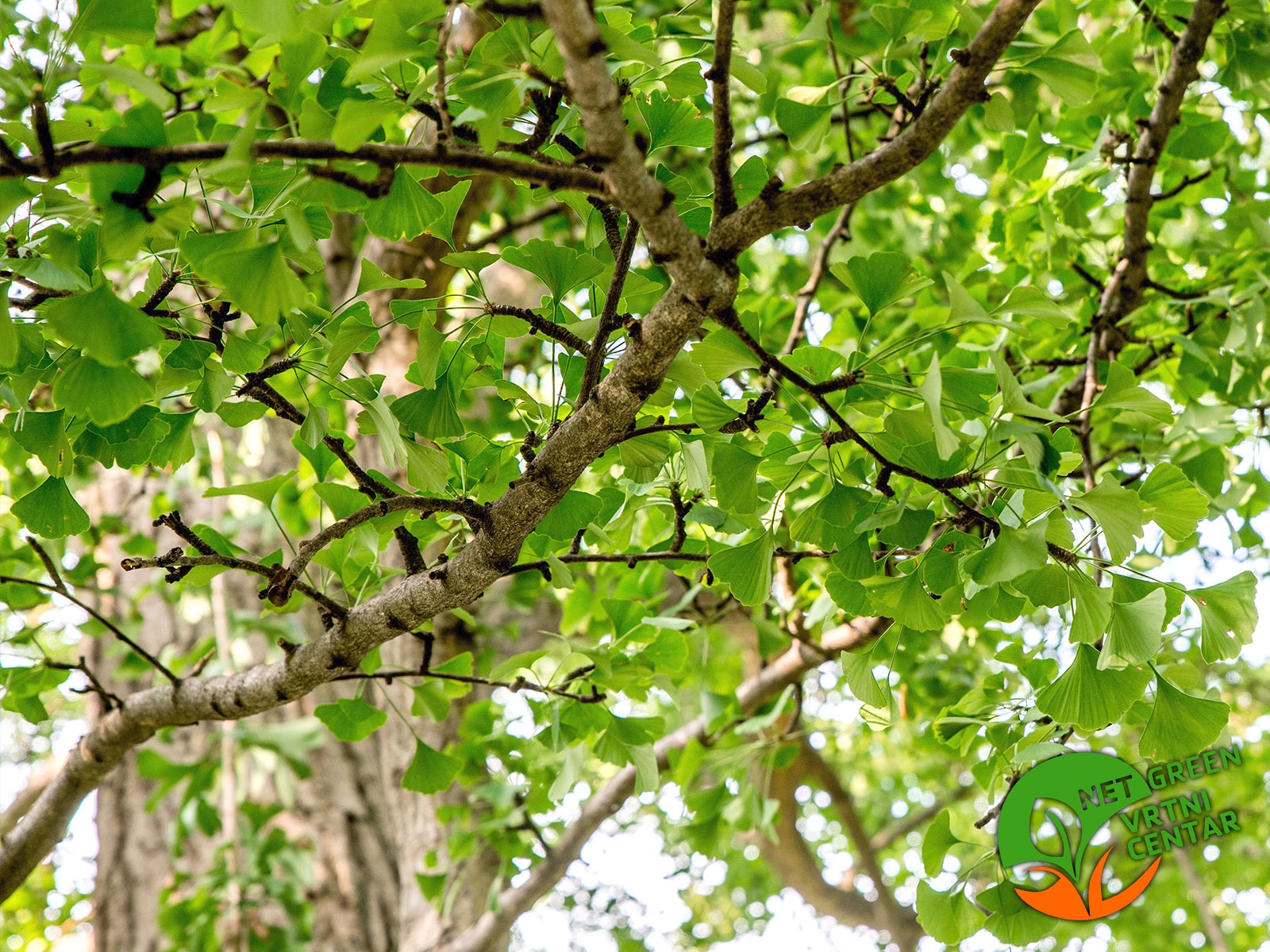 Ginkgo biloba 2lit