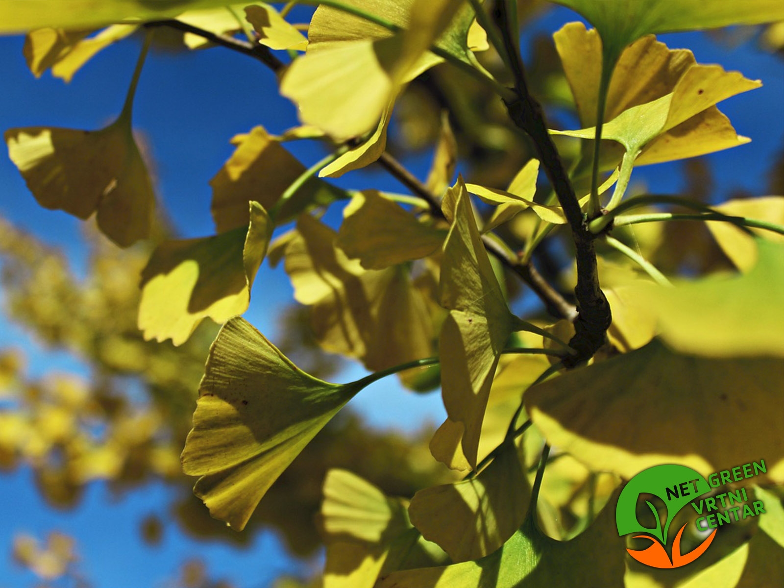 Ginkgo biloba 2lit