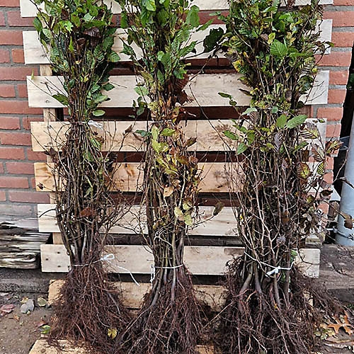 Grab 100-120cm Carpinus Betulus