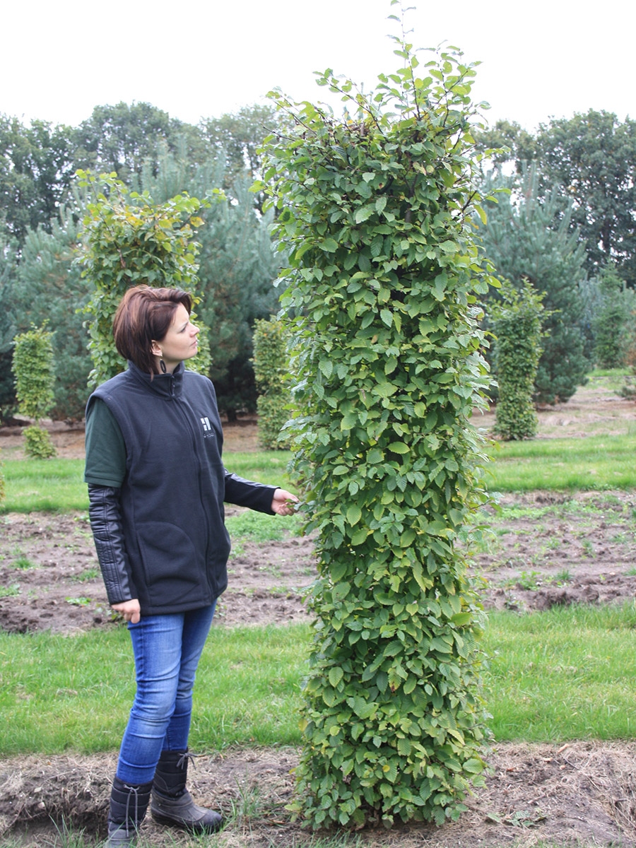 Grab 100-120cm Carpinus Betulus