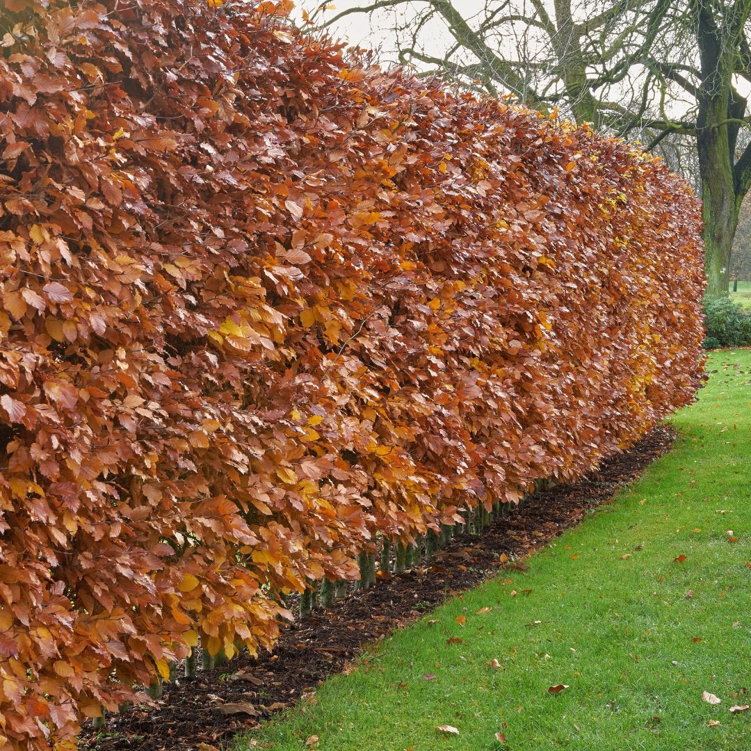 Grab 100-120cm Carpinus Betulus