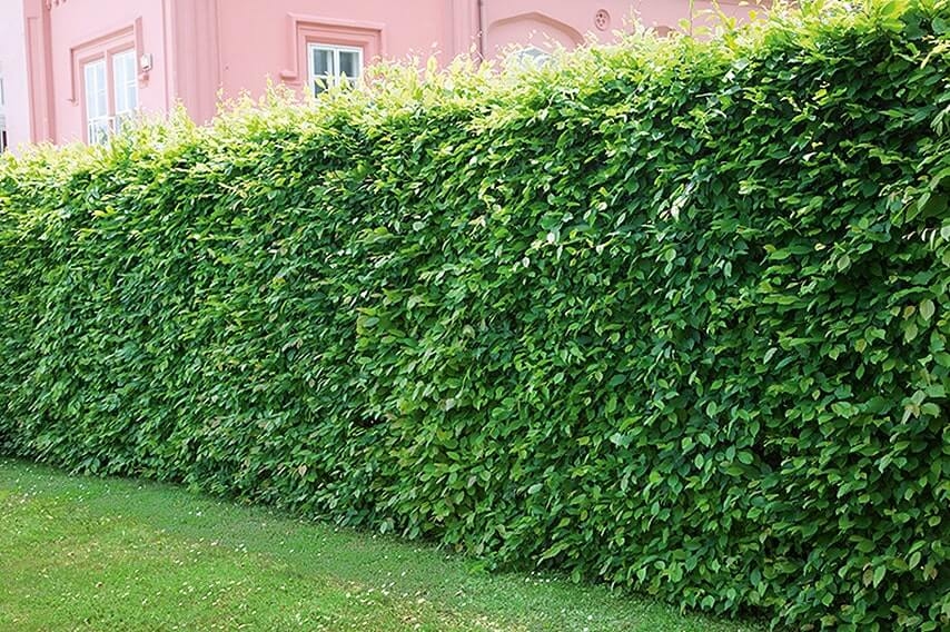 Grab 100-120cm Carpinus Betulus