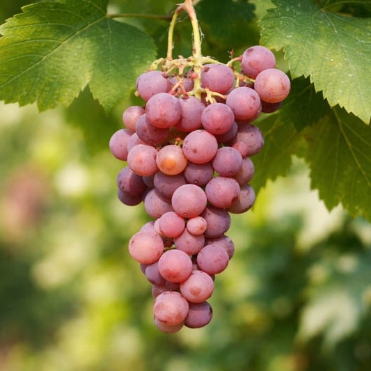 Grožđe 'Somerset Seedless' 5lit
