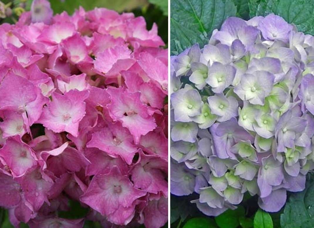 Hydrangea 'Gertud Glahn' P9