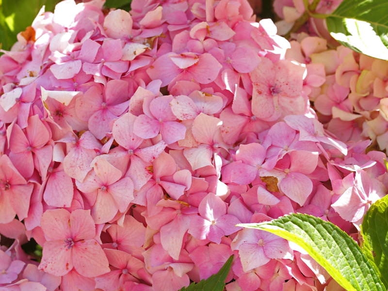 Hydrangea 'Gertud Glahn' P9