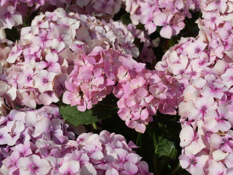 Hydrangea 'Gertud Glahn' P9