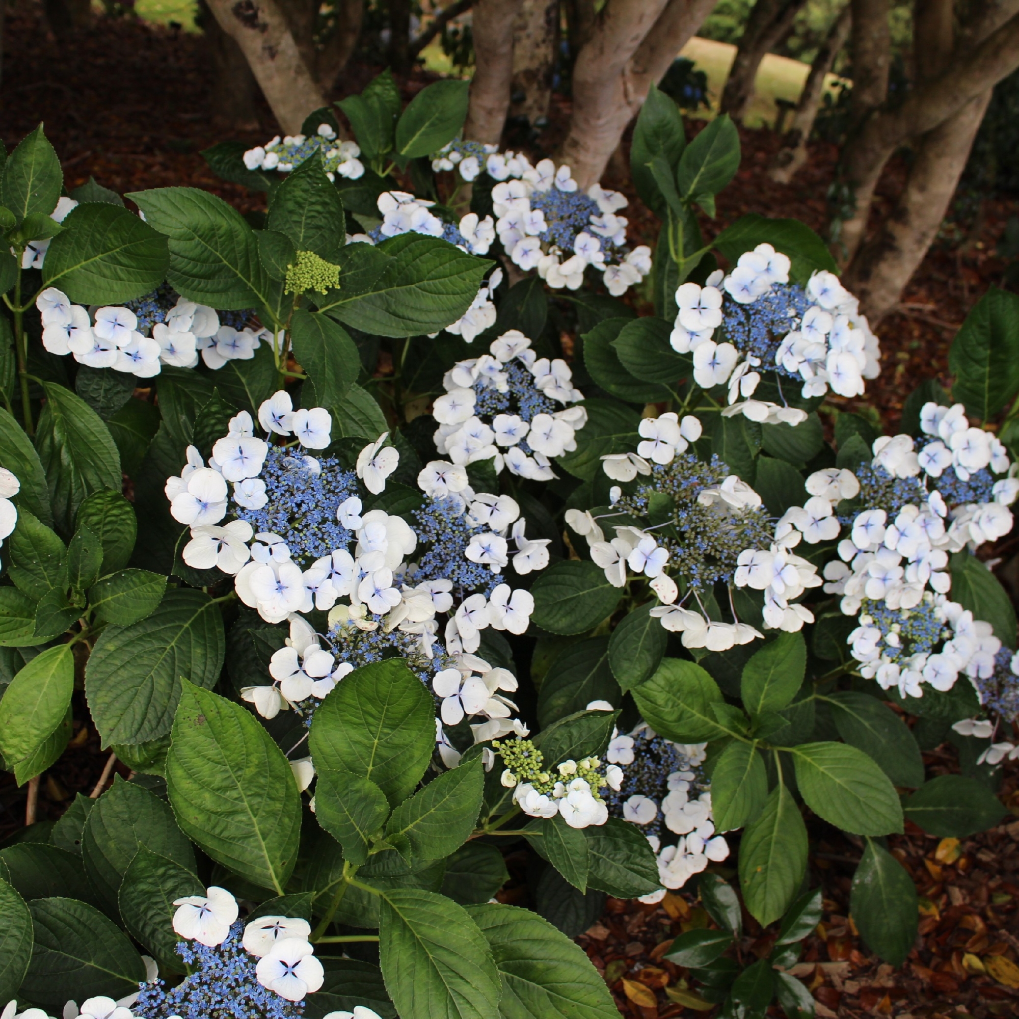 Hydrangea 'Libelle' P9