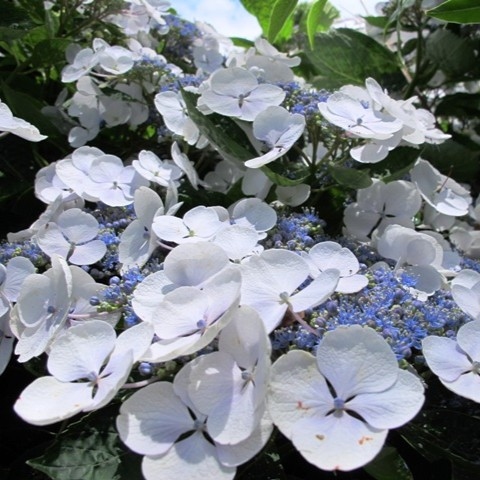 Hydrangea 'Libelle' P9