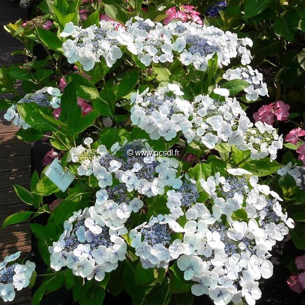 Hydrangea 'Libelle' P9