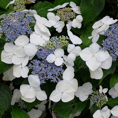 Hydrangea 'Libelle' P9
