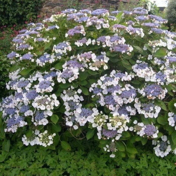 Hydrangea 'Libelle' P9