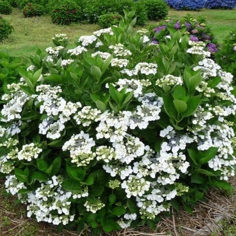 Hydrangea 'Libelle' P9