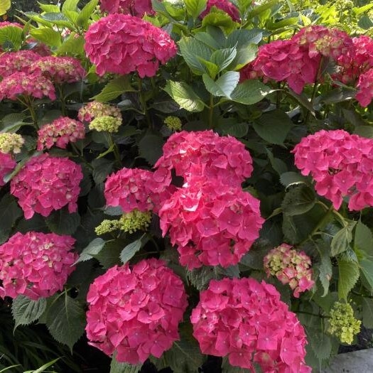 Hydrangea 'Masja' P9