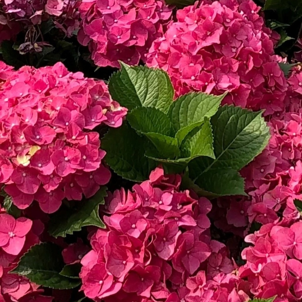Hydrangea 'Masja' P9